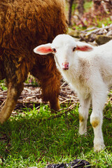 Obraz premium Cute little lamb on fresh spring green meadow during sunset