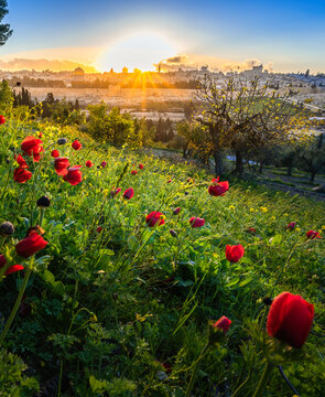 Beautiful sunburst over the Old City of Jerusalem, Temple Mount with Dome of the Rock and Golden Gate; view from the Mount of Olives with calanit - red anemone flowers, national flower of Israel