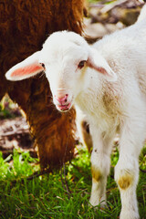 Obraz premium Cute little lamb on fresh spring green meadow during sunset