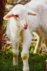 Obraz premium Cute little lamb on fresh spring green meadow during sunset