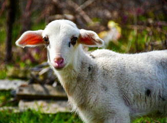 Obraz premium Cute little lamb on fresh spring green meadow during sunset