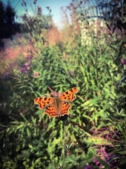 butterfly on a flower