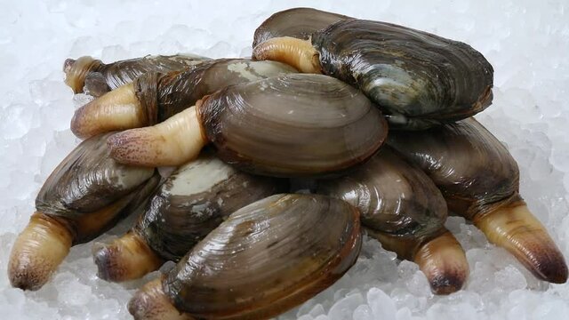 Heap of fresh raw alive soft shell clams with extended siphon, an edible saltwater clam, on ice  