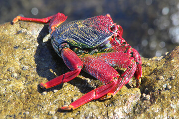rote_Klippenkrabe © Stephan von Mikusch