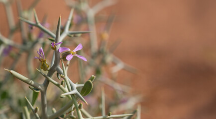 Spiny zilla or zilla spinosa - thorny desert plant in the Ein Saharonim valley, the deepest point of the Makhtesh Ramon - largest erosion crater in the Negev desert, Israel
