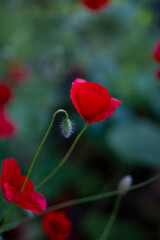 Obraz premium red wild poppy on dark green background