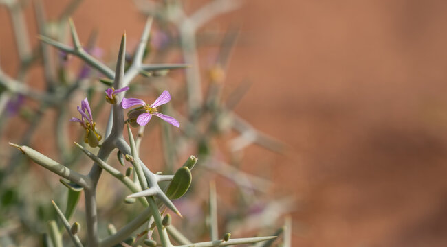 Spiny zilla or zilla spinosa - thorny desert plant in the Ein Saharonim valley, the deepest point of the Makhtesh Ramon - largest erosion crater in the Negev desert, Israel