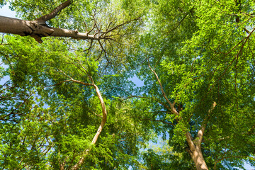 Lush green trees with blue sky background