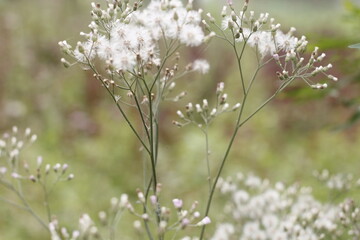 flowers in the forest