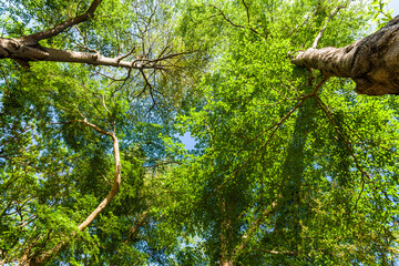 Fototapeta na wymiar low angle view of green trees with the blue sky background