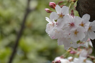 染井吉野桜の花