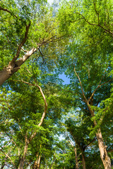 Fototapeta premium Low angle view of large trees with the blue sky background