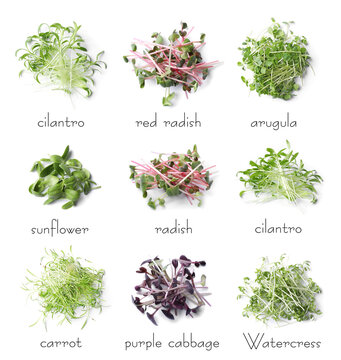 Set of different fresh microgreens on white background, top view