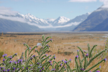 ‎⁨Blumen und Landschaft im Gletschertal, Mount Cook⁩, ⁨Canterbury⁩, ⁨Neuseeland⁩
