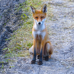 Young steppe fox Korsak sits on ground and looks at the camera