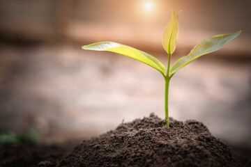 Seedlings that grow in complete soil. Soil integrity. Seedlings in dry soil. concept of global...