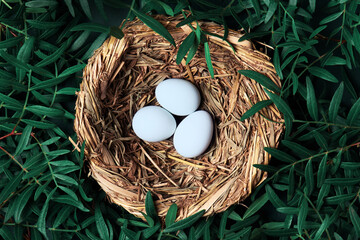 Naklejka na ściany i meble Three small eggs in the nest decorated with green branches
