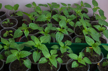lots of bell pepper sprouts in plastic pots