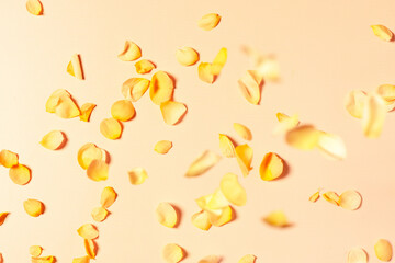 Tender spring or summer background with rose petals