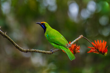 Golden-fronted Leafbird on branch in nature.