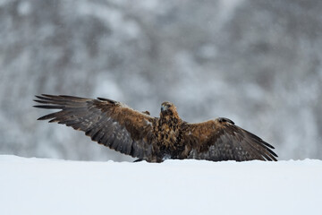 Golden Eagle spreading wings in snow