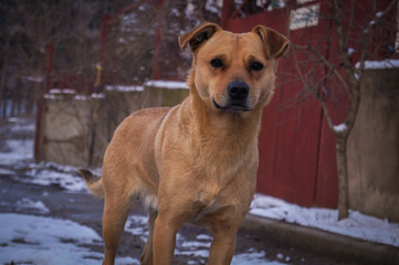 Portrait of a cute ginger dog in snow	
