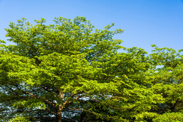 Lush green trees with blue sky as background