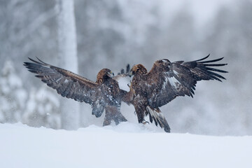 Golden Eagle pair fighting in snow