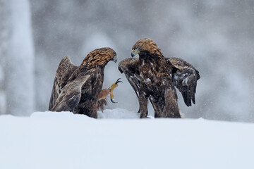Golden Eagle pair fighting in snow