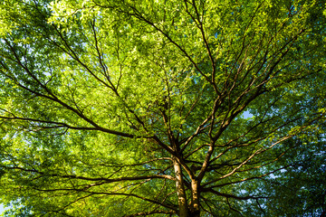 Obraz premium low angle view of green trees with the blue sky background