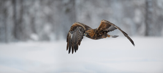Golden Eagle flying in forest