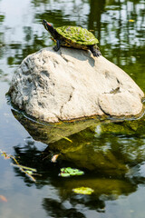 Turtles on the rock in a pond sunbathing