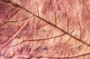 Macro photo of dry burgundy leaf