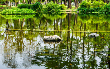 Fototapeta na wymiar Reflection of trees in a park lake