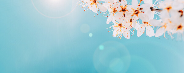 Sakura flower, spring blossom and April floral nature on blue background. Banner for 8 march, Happy Easter with place for text. Springtime concept for greeting cards with copy space.