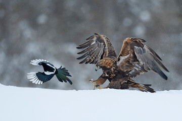 Golden Eagle chasing European Magpie
