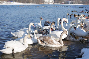 Many swans and ducks in winter on the reservoir near the shore