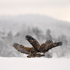 Golden Eagle pair fighting in snow