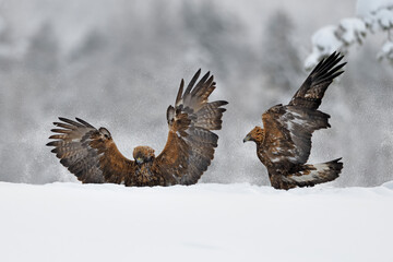 Golden Eagle pair fighting in snow