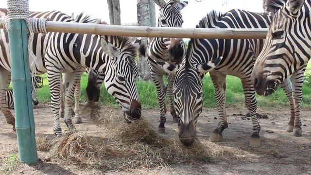 closeup zebra eating grass with soft-focus and over light in the background