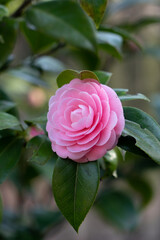 Single Camellia Japonica Pink Perfection
