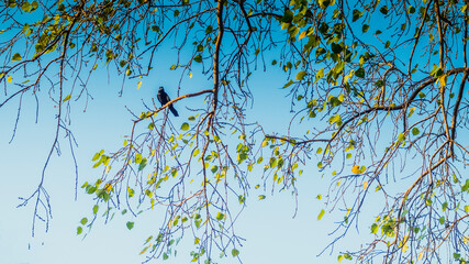 Crow Sitting On A Branch. Fall nature background.