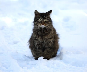 A gray fluffy cat sits on the white snow