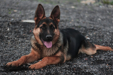 a nice dog sitting looking at the camera 