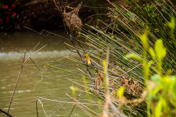 Asian Golden Weaver perching on grass stem in paddy field. Ploceus hypoxanthus bird in tropical forest 