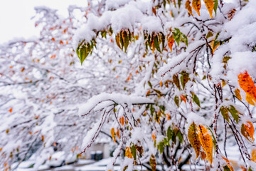 snow covered branches