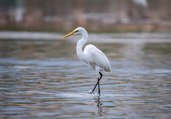 Great White Egret fishing on a lake