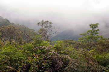 Neblina em Montanha na Mata Atlântica, Brasil.