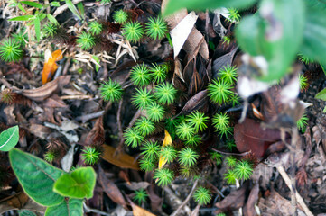Detalhe de planta