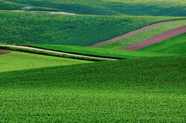 Green grass field background